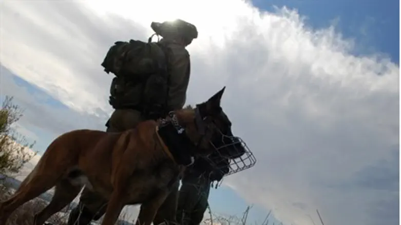 Military dog