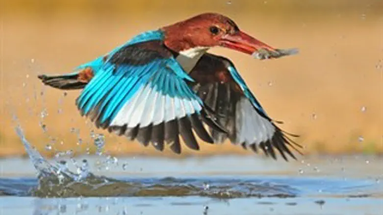 התמונה הזוכה