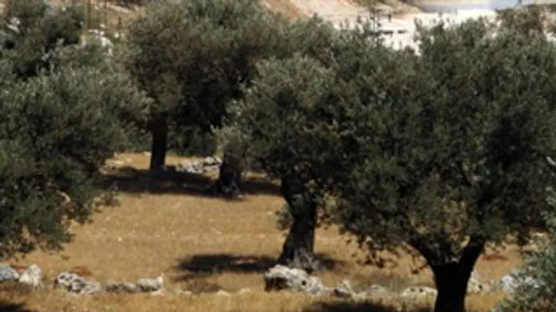 למי שייכת הקרקע?