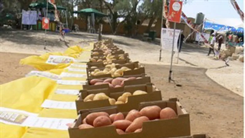 פסטיבל תפוחי אדמה 