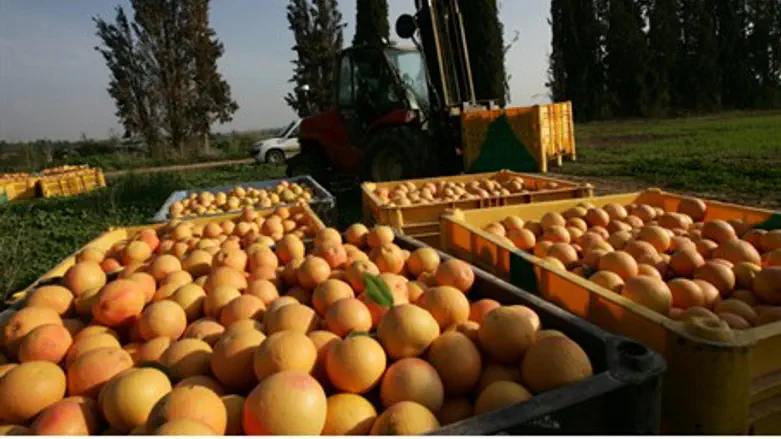 Апельсины, которые может сберечь "Spider-Net"