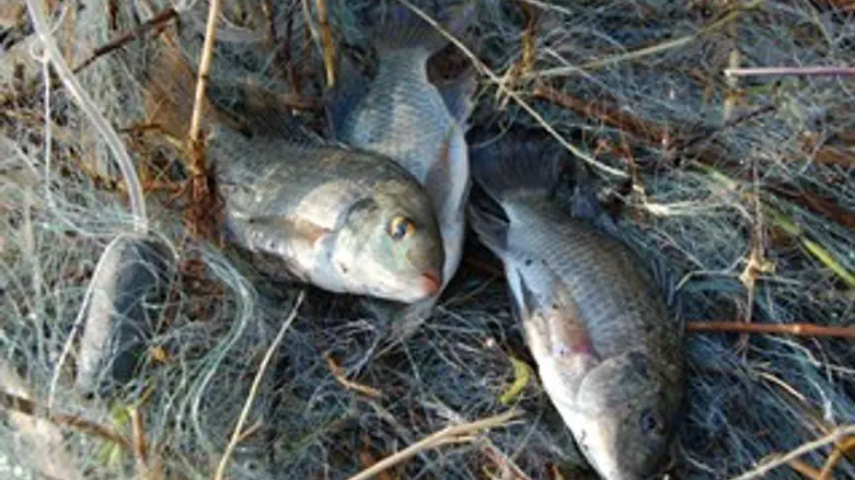 הדגים שנתפסו