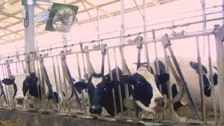 מצננים את הפרות