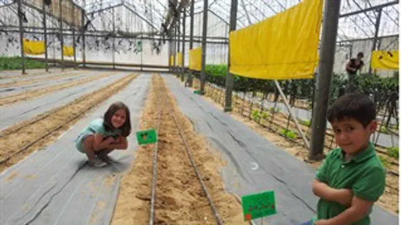 חוות ירקות שקד