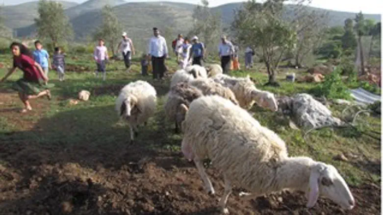 מבקרים באיתמר