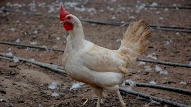 צילום ארכיון: תרנגול בלול