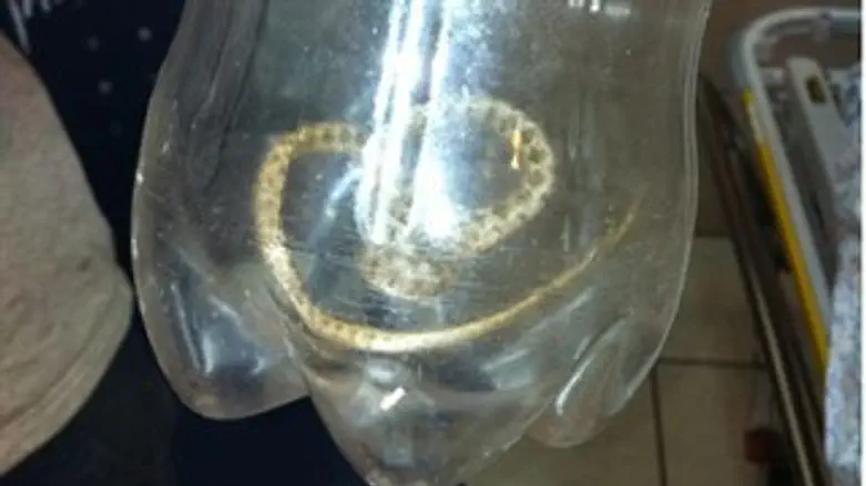 הנחש הלכוד בבקבוק