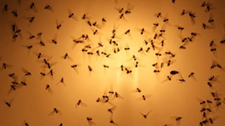 מאבקים של קיץ