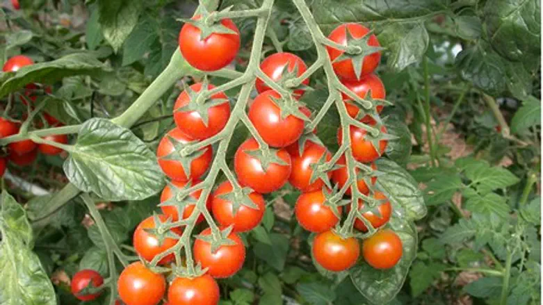 Иорданские помидоры к израильскому столу