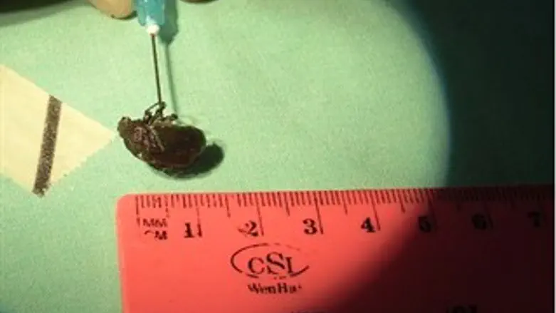 חרק בגודל סנטימטר וחצי 