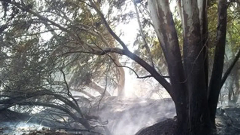 תוצאות השריפה ביער האילנות
