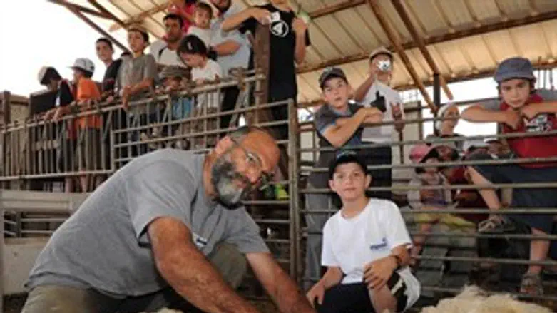 גוזזים את הצמר