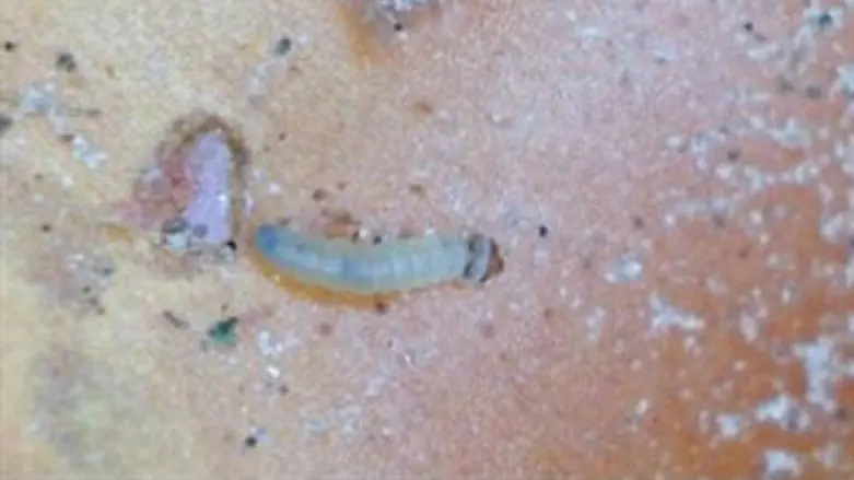 התולעת החדשה בעגבניה