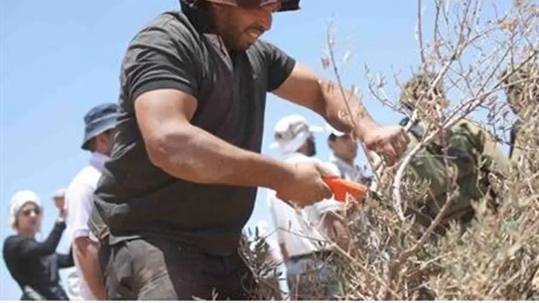 Arab with saw outside Tekoa