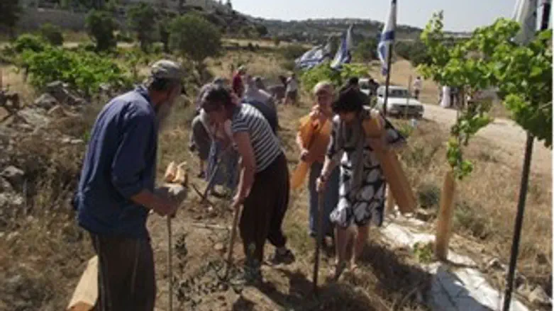 נוטעים בנצר