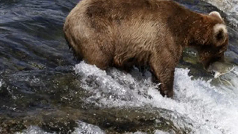 דוב. ארכיון