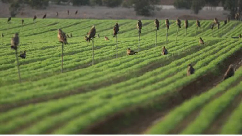 Irrigation in southern Israel