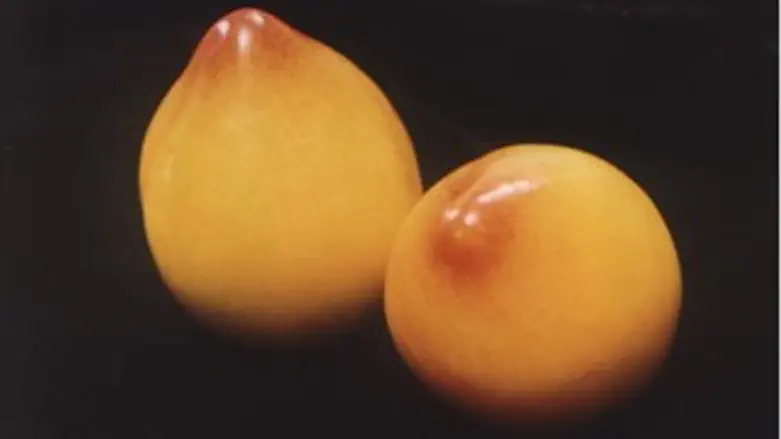 מערבבים טעמים