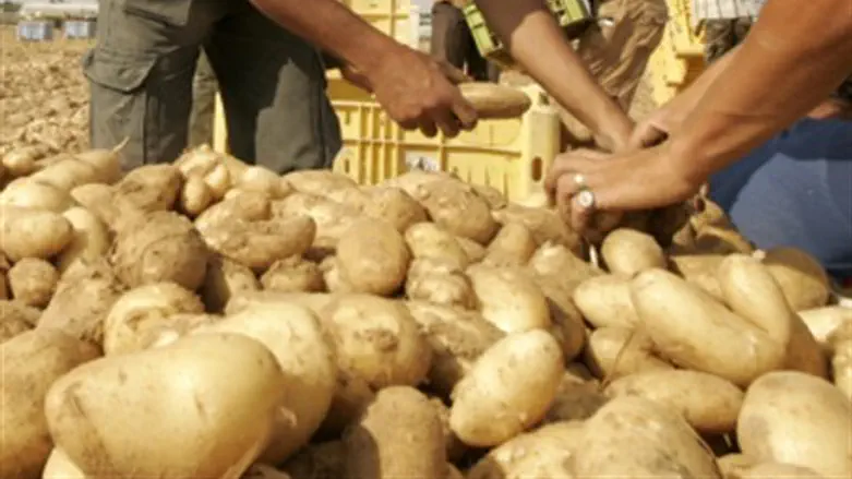 Картофель. Иллюстрация