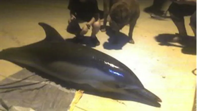 גורת הדולפינים שמתה