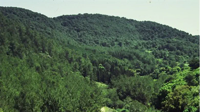 Кармель. Иллюстрация