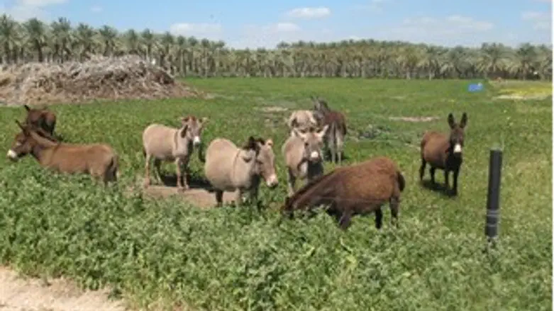 ביו תור שדה אליהו