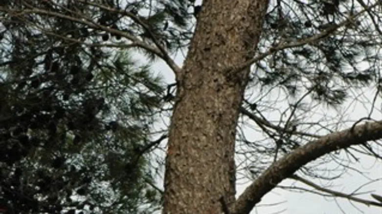 סכנת עצי האורן