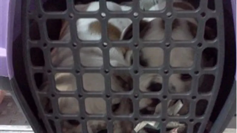 הכלבים שהוברחו