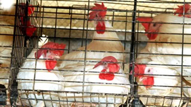 כלובי סוללה