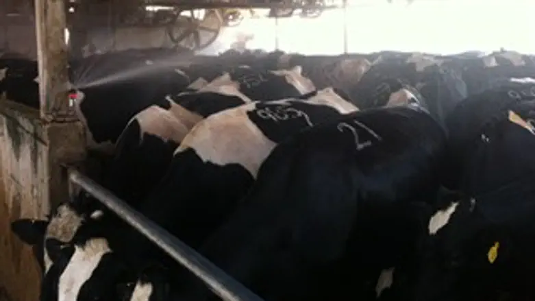 מצננים ברפת עמיר