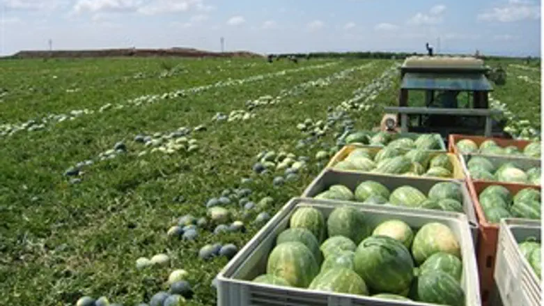 אבטיחים במקשה