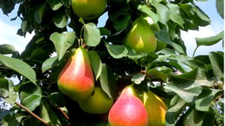 עדיין על העץ. הזן החדש