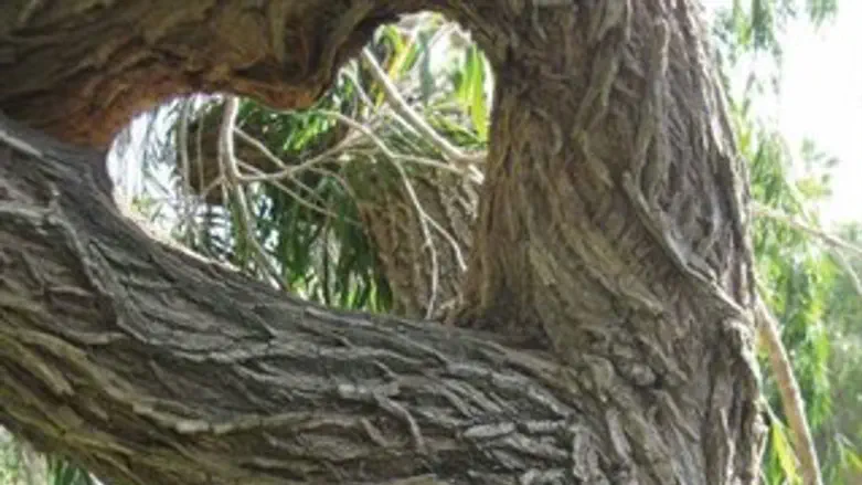 מאבק חוצות למען העצים