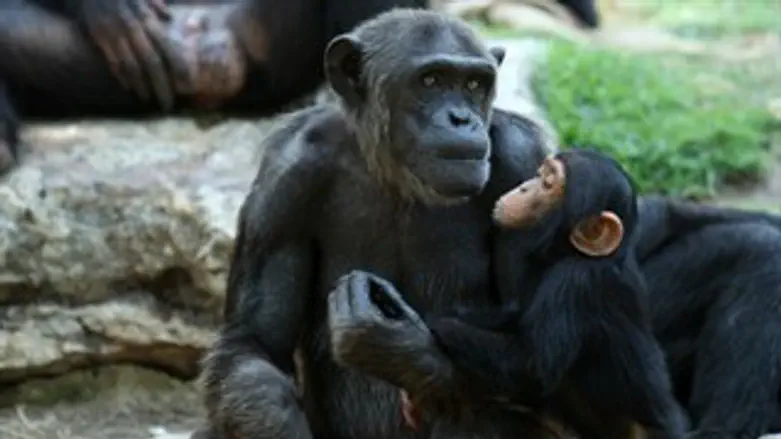 קופים בספארי