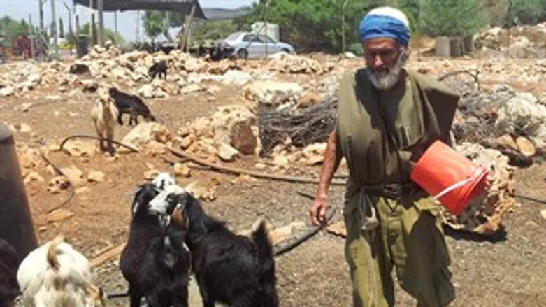 רועה הצאן אברהם הרצליך