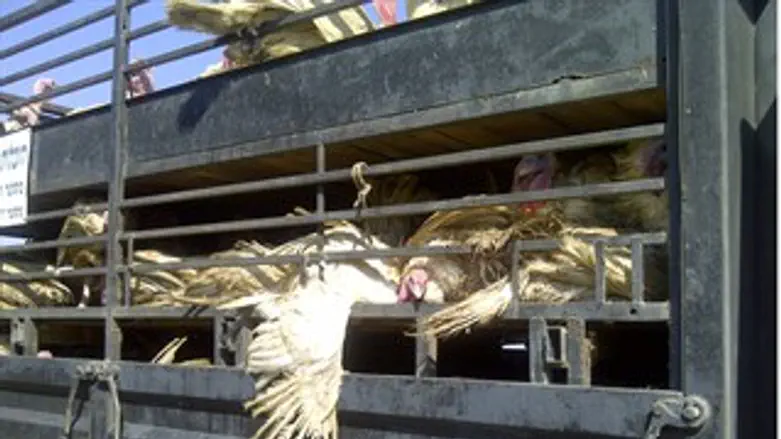 ההובלה הפושעת