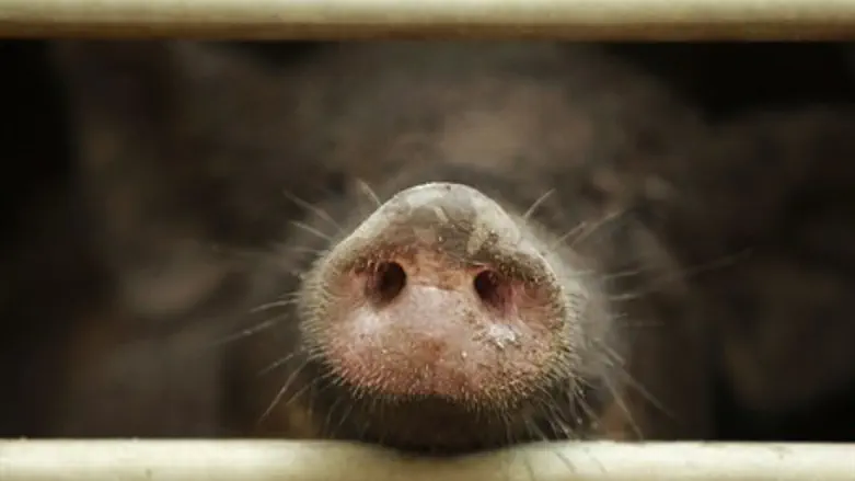Boar.