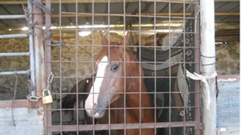 חילוץ הסוסים