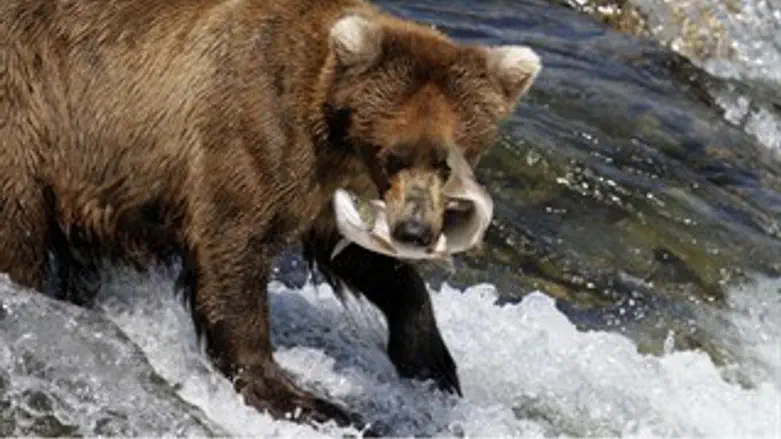 דב. אילוסטרציה