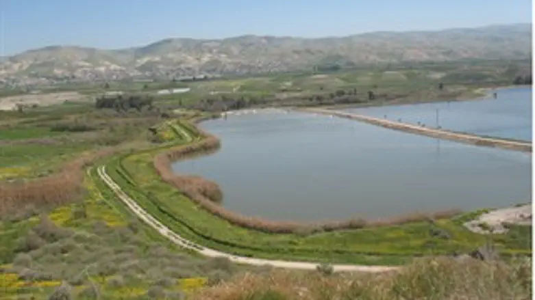 ברכות דגים עם צפרים