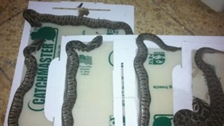 אחת מקבוצות הנחשים במלכודות