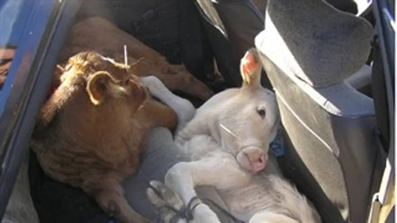 גנובים ואומללים במושב האחורי