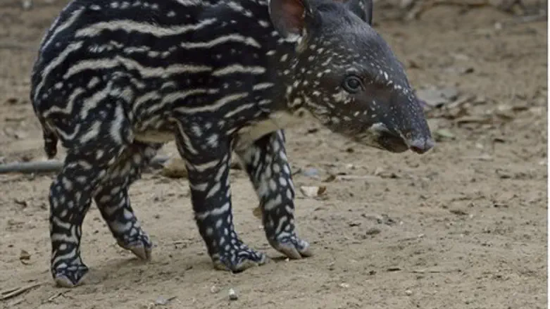 Маленький тапир из "Сафари"