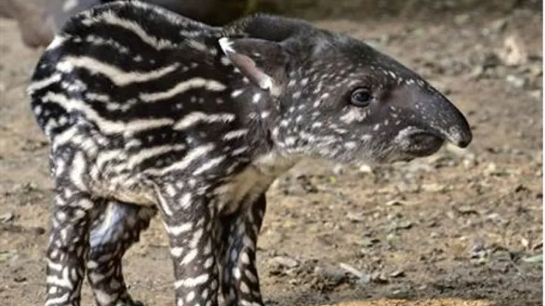 Baby tapir