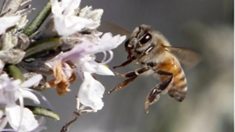 אילוסטרציה