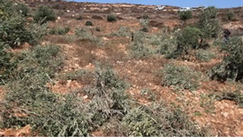 עצי הזית שנכרתו. 