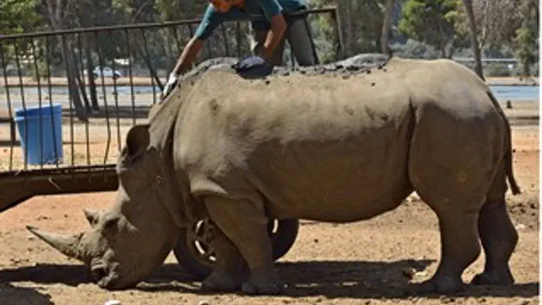 הקרנפה ציונה בימיה האחרונים