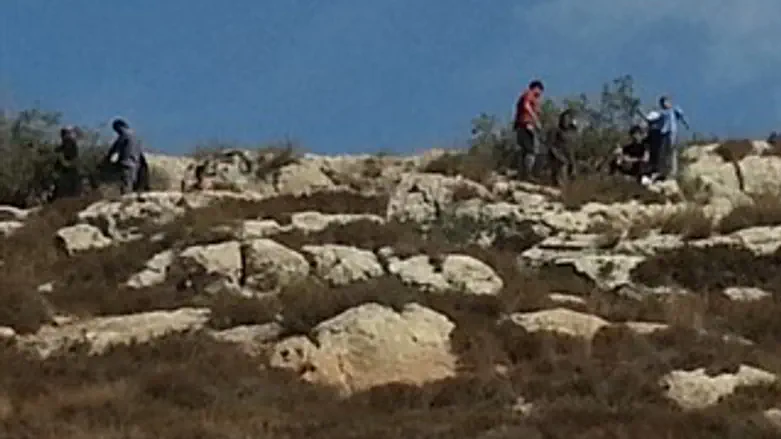 כריתת העצים