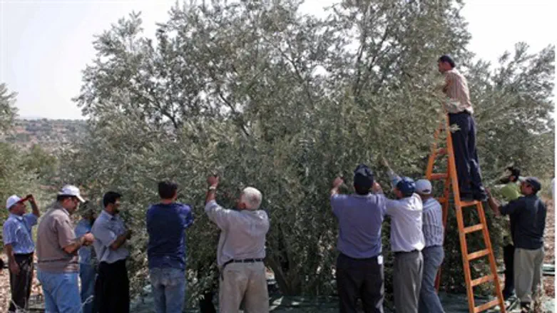 Arabs harvesting olives