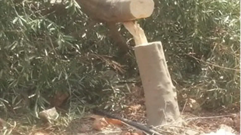 עשרות עצים נכרתו